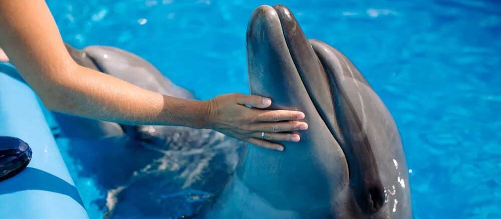 Dolphin Assisted Therapy in Down Syndrome