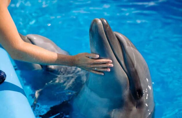 Dolphin Assisted Therapy in Down Syndrome